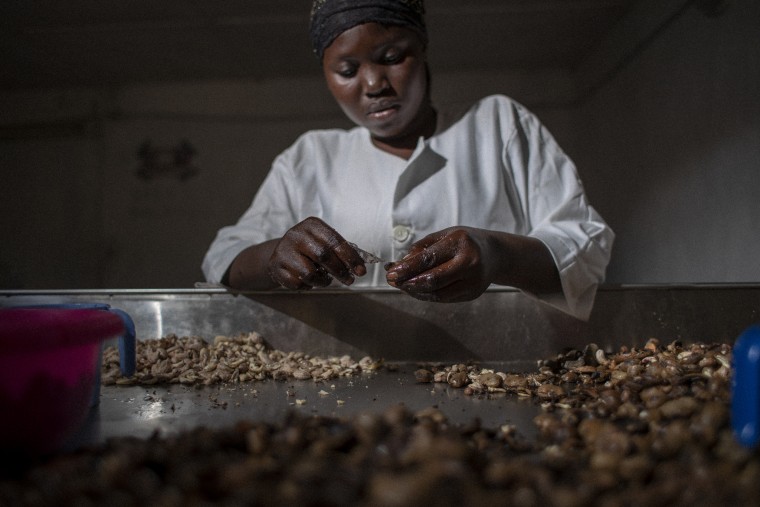 The Gambia cashing in on its cashews