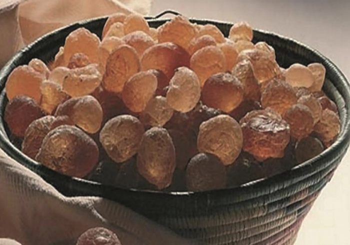 Improving gum arabic production in Chad